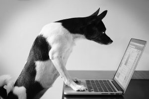A dog staring intently at a laptop screen