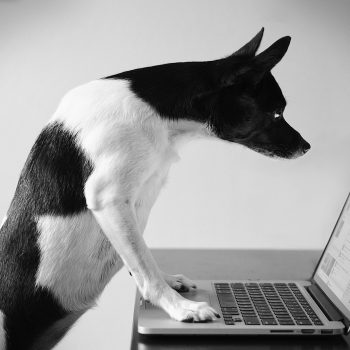 A dog staring intently at a laptop screen